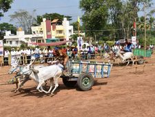  ಮಂಡ್ಯದಲ್ಲಿ ಪ್ರೇಕ್ಷಕರ ಮೈಜುಮ್ಮೆನಿಸಿದ ಜೋಡೆತ್ತಿನ ಓಟದ ಸ್ಪರ್ಧೆ