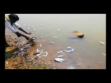 ಚಾಮರಾಜನಗರದ ಕೆರೆಯಲ್ಲಿ ಮೀನುಗಳ ಮಾರಣಹೋಮ!
