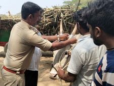  ಮಂಡ್ಯದಲ್ಲಿ ಇನ್ಮುಂದೆ ರಾತ್ರಿ ಎತ್ತಿನಗಾಡಿ ಸಂಚರಿಸುವಂತಿಲ್ಲ 