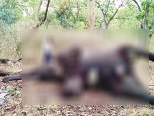  ಗೋಪಾಲಸ್ವಾಮಿ ಬೆಟ್ಟದ ಬಳಿ ಗಂಡಾನೆಯ ಮೃತದೇಹ ಪತ್ತೆ:ಕಾದಾಟ ಶಂಕೆ
