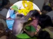 ವೈರಲ್ ವಿಡಿಯೋ: ಅಳುತ್ತಿದ್ದ ಮಹಿಳೆಯ ಸಂತೈಸೋಕೆ ಸಾಕ್ಷಾತ್ ಹನುಮನೇ ಬಂದ!
