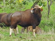ರಜೆಯ ಮಜೆ ಕಳೆಯಲು ಬಂಡೀಪುರಕ್ಕೆ ಪ್ರವಾಸಿಗರ ಲಗ್ಗೆ 