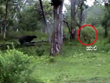 ಬಂಡೀಪುರದಲ್ಲಿ ವನ್ಯ ಪ್ರಾಣಿಗಳದ್ದೇ ಕಾರುಬಾರು:ಪ್ರಯಾಣಿಕರಿಗೆ ರಸ್ತೆ ಬದಿಯಲ್ಲೇ ದರ್ಶನ 