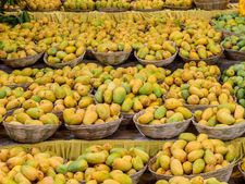 ಕೊಪ್ಪಳ : ಮಾವು ಮೇಳ, 100ಕ್ಕೂ ಅಧಿಕ ಬಗೆಯ ಹಣ್ಣು ಸವಿಯಿರಿ