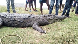 ಕೊಪ್ಪಳದಲ್ಲಿ ಭಾರಿ ಗಾತ್ರದ ಮೊಸಳೆಯ ಜೀವ ತೆಗೆದ ಕುರಿ!