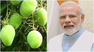 ಮಾವಿನ ಹಣ್ಣಿನ ತೂಕ 450 ಗ್ರಾಂ: ಇದರ ಹೆಸರು 'ಮೋದಿ ಮಾವು'! 