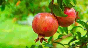 ದಾಳಿಂಬೆ ಬೆಳೆದು ಲಾಭದ ಸಿಹಿ ಸವಿದ ಕೊಪ್ಪಳದ ರೈತ 