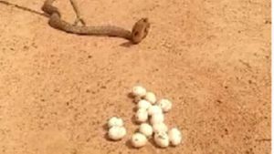 14 ಮೊಟ್ಟೆ ನುಂಗಿ ತೆವಳಲಾಗದೆ ಕೂತಿದ್ದ ನಾಗನ ರಕ್ಷಣೆ