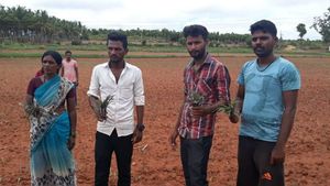 ನಾಲ್ಕು ಎಕರೆ ಮೆಕ್ಕೆಜೋಳ ಬೆಳೆಗೆ ಕಳೆನಾಶಕ ಸಿಂಪಡಿಸಿದ ಕಿಡಿಗೇಡಿಗಳು