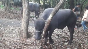 ಉಡುಪಿಯಲ್ಲಿ ಅಕ್ರಮ ಜಾನುವಾರು ಸಾಗಾಟ; ಪೊಲೀಸರೂ ಶಾಮೀಲು