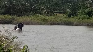  ದುಗ್ಲಾಪುರದ ಕಡಲೆಕೆರೆಯಲ್ಲಿ ಬೀಡುಬಿಟ್ಟ ಆನೆ ನೋಡಲು ಜನವೋ ಜನ