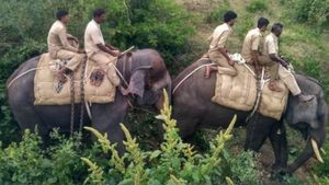  ಆರ್.ಎಫ್.ಒ ಮೇಲೆ ದಾಳಿ ಮಾಡಿದ ಹುಲಿಗಾಗಿ ಹುಡುಕಾಟ