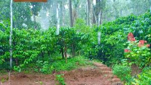 ಕೊಡಗಿನಲ್ಲಿ ಆಶಾಭಾವ ಮೂಡಿಸಿದ ಮುಂಗಾರು...!