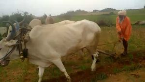  ಕೃಷಿಯಲ್ಲಿ ಖುಷಿ ಕಾಣುವ ರುದ್ರೇಶ್ವರ ಸ್ವಾಮೀಜಿ