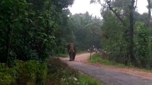  ಮೂಡಿಗೆರೆಯಲ್ಲಿ ರಾಜಾರೋಷವಾಗಿ ಓಡಾಡಿದ ಒಂಟಿ ಸಲಗ