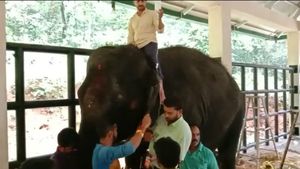  ಕುಕ್ಕೆ ದೇವಸ್ಥಾನದ ಆನೆ ಯಶಸ್ವಿನಿ ಆರೋಗ್ಯದಲ್ಲಿ ಏರುಪೇರು; ಉರುಳು ಸೇವೆ ಸಲ್ಲಿಸಿದ ಭಕ್ತ