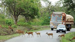 ಬಂಡೀಪುರ ರಾತ್ರಿ ವಾಹನ ಸಂಚಾರ ನಿಷೇಧ ಖಾಯಂ ಆಗುತ್ತಾ?