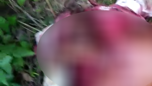  ಹುಲಿ ದಾಳಿಗೆ ದನ ಮೇಯಿಸುತ್ತಿದ್ದ ರೈತ ಬಲಿ