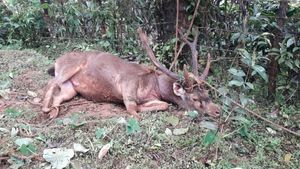 ಕೊಗ್ರೆಯಲ್ಲಿ ಬಾವಿಗೆ ಬಿದ್ದ ಭಾರೀ ಗಾತ್ರದ ಕಡವೆ ರಕ್ಷಣೆ