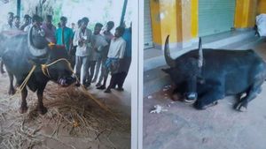  ದೇವರ ಕೋಣಕ್ಕೆ ಶುರುವಾಯ್ತು ಎರಡು ಊರುಗಳ ನಡುವೆ ಗಲಾಟೆ!