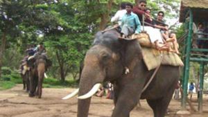 ಮೇಯಲು ಹೋಗಿ ದುಬಾರೆಯಿಂದ ನಾಪತ್ತೆಯಾಗಿದ್ದ ಕುಶ ಕೊನೆಗೂ ಬಂದ