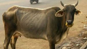 ಬಿಜೆಪಿ ಅಧ್ಯಕ್ಷನಿಂದಾದ ಎಡವಟ್ಟು: ಹಸು ಅಡವಿಟ್ಟು ಗೋಲ್ಡ್ ಲೋನ್ ಕೇಳಿದ ಆಸಾಮಿ!