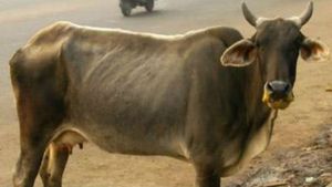 ಅಯೋಧ್ಯೆಯಲ್ಲಿ ಹಸುಗಳಿಗೂ ಬ್ಲೇಜರ್ :ಯಾಕೆ ಈ ನಿರ್ಧಾರ? 