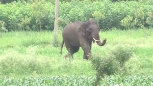 ಸೌದೆ ಕಡಿಯಲು ಕಾಡಿಗೆ ಹೋದ ವ್ಯಕ್ತಿ ಕಾಡಾನೆ ದಾಳಿಗೆ ಬಲಿ