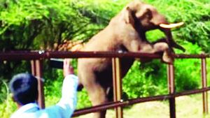 ಬಂಡೀಪುರದಲ್ಲಿ ರೈಲ್ವೆ ಕಂಬಿ ಹತ್ತಲು ಕಾಡಾನೆ ಸರ್ಕಸ್!