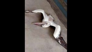 ಕೊಕ್ಕರೆ ಬೆಳ್ಳೂರಿನಲ್ಲಿ ಮತ್ತೆ ಪೆಲಿಕಾನ್ ಸಾವು; ಜಂತುಹುಳು ಕಾರಣ?