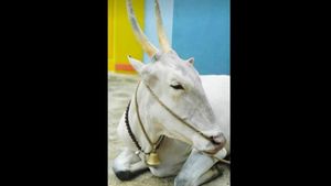  ತೊಟ್ಟಿಲು ತೂಗಿ ಅಳುತ್ತಿದ್ದ ಮಗು ಮಲಗಿಸಿದ ಬಸವಣ್ಣ, ವಿಡಿಯೋ ವೈರಲ್