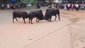ಅಲ್ಲಿ ಬೈ ಎಲೆಕ್ಷನ್ ಬಡಿದಾಟ, ಇಲ್ಲಿ ಕೋಣಗಳ ಕಾದಾಟ; ಟ್ರೋಲ್ ದುನಿಯಾ