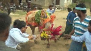 ಮತ್ತೊಮ್ಮೆ ಗುಮ್ಮಿದ ಹೋರಿ; ಹೊನ್ನಾಳಿ ರೇಣುಕಾಚಾರ್ಯಗೆ ಹೋರಿ ಕಂಟಕ!