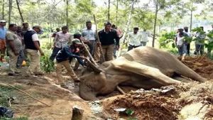  ಕೊಡಗಿನ ಕಾಫಿ ತೋಟದಲ್ಲಿ ಕಾಡಾನೆ ಅಸ್ವಸ್ಥ: ಜೀವನ್ಮರಣ ಸ್ಥಿತಿಯಲ್ಲಿ ಹೆಣ್ಣಾನೆ ಒದ್ದಾಟ