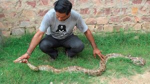 ಜಮೀನಿನಲ್ಲಿದ್ದ ಭಾರೀ ಗಾತ್ರದ ಹೆಬ್ಬಾವು ರಕ್ಷಣೆ