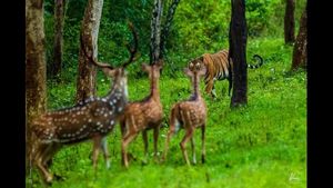  ಬಂಡೀಪುರದ ಚೆಲುವಿಗೆ ಮನಸೋತ ಪ್ರವಾಸಿಗರು