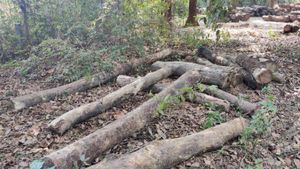 ಹೆಬ್ರಿಯಲ್ಲಿ ಮಣ್ಣಿನಡಿ ಹೂತಿಟ್ಟಿದ್ದ ಲಕ್ಷಾಂತರ ಮೌಲ್ಯದ ಮರ ವಶ