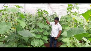  ಮಿಡಿ ಸೌತೆ ಬೆಳೆದು ಕೈತುಂಬಾ ಲಾಭ ಕಂಡ ಕೆ.ಆರ್.ಪೇಟೆ ಇಂಜಿನಿಯರ್
