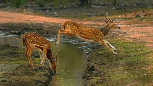 ಬಂಡೀಪುರಕ್ಕೆ ಸಂದ 