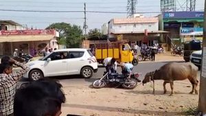 ಕೋಣದ ಹಾವಳಿಗೆ ತರೀಕೆರೆ ಜನರು ಹೈರಾಣ