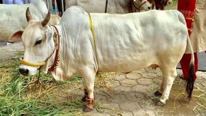 ಈ ಹಸುವಿನ ಹಾಲಿನ ಬೆಲೆ ಲೀಟರ್‌ ಗೆ 250 ರೂಪಾಯಿ!