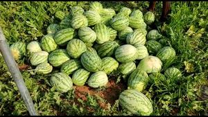 ಕೃಷಿ ಮೇಲೂ ಕೊರೊನಾ ಎಫೆಕ್ಟ್: ಕಲ್ಲಂಗಡಿ ಬೆಲೆ ಪಾತಾಳಕ್ಕೆ