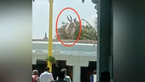 ಹರದನಹಳ್ಳಿಯಲ್ಲಿ ಕೋಪದಿಂದ ದೇವಸ್ಥಾನ ಏರಿ ನಿಂತ ಬಸವ!