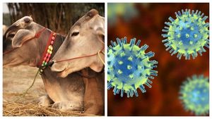 ಕೊರೊನಾ: ಅವನು ಗೋಮೂತ್ರ ಕುಡಿಸಿ ಜೈಲಿಗೆ ಹೋದ, ಅವಳು ಆಸ್ಪತ್ರೆಗೆ ಅಡ್ಮಿಟ್ ಆದಳು 