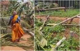 170 ಅಡಿಕೆ ಮರ ಕಡಿದ ಅಧಿಕಾರಿಗಳು: ಅಜ್ಜಿಯ ಆಕ್ರಂದನ 