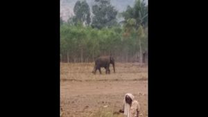 ಬೆಳ್ಳಂಬೆಳಿಗ್ಗೆ ಸಾಸಲಪುರ  ಗ್ರಾಮಕ್ಕೆ ನುಗ್ಗಿ ದಾಂಧಲೆ ನಡೆಸಿದ ಒಂಟಿಸಲಗ