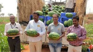 ಕಲ್ಲಂಗಡಿ ಬೆಳೆದು ಲಕ್ಷ-ಲಕ್ಷ ಸಂಪಾದಿಸಿದ ಕೊಪ್ಫಳ ರೈತ 