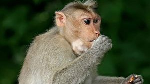  ಚಿಕ್ಕಮಗಳೂರಲ್ಲೂ ಮಂಗನ ಕಾಯಿಲೆ ಕಾಣಿಸಿಕೊಂಡಿದೆಯಾ?