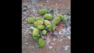 ಮಲೆನಾಡಿನ ಹಲಸಿಗೂ ತಟ್ಟಿದ ಲಾಕ್ ಡೌನ್ ಬಿಸಿ