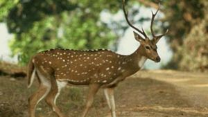  ಲಾಕ್‌ ಡೌನ್‌ ನಲ್ಲೂ ಜಿಂಕೆ ಬೇಟೆ; ಏಳು ಜನರ ಬಂಧನ 